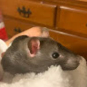 Meet your Posher, Hannah